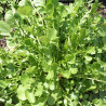 CRESSON DE JARDIN - Graines BIO | Ferme de Sainte Marthe | Graines et Bio