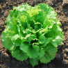 LAITUE BATAVIA La Brillante - Graines BIO | Ferme de Sainte Marthe | Graines et Bio