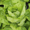 LAITUE SUCRINE - Graines BIO | Ferme de Sainte Marthe | Graines et Bio
