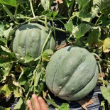 Melon Ancien Vieille France graines bio à semer