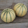 MELON CHARENTAIS - Graines BIO | Ferme de Sainte Marthe | Graines et Bio