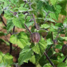 PHYSALIS Coqueret du Pérou - Graines BIO | Ferme de Sainte Marthe | Graines et Bio