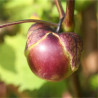 PHYSALIS Tomatillo Violet - Graines BIO | Ferme de Sainte Marthe | Graines et Bio