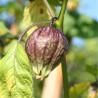 PHYSALIS Tomatillo Violet - Graines BIO | Ferme de Sainte Marthe | Graines et Bio