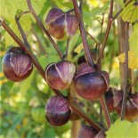 PHYSALIS Tomatillo Violet - Graines BIO | Ferme de Ste Marthe | Graines et Bio