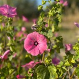 🌸 Graines FLEURS COMESTIBLES - LAVATÈRE Annuelle - Graines BIO