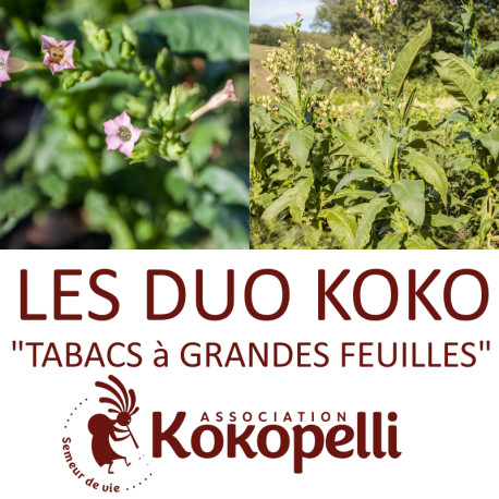 TABACS à GRANDES FEUILLES - DUO Kokopelli - Graines BIO | KOKOPELLI | Graines et Bio