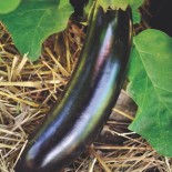 AUBERGINE Diamond - Graines BIO