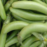 AUBERGINE THAI Long Green - Graines BIO | KOKOPELLI | Graines et Bio