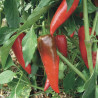 PIMENT À PAPRIKA Cyklon - Graines BIO | KOKOPELLI | Graines et Bio