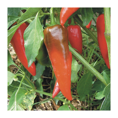 PIMENT À PAPRIKA Cyklon - Graines BIO | KOKOPELLI | Graines et Bio