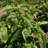 BASILIC VERT DE GÊNES - Graines BIO | KOKOPELLI | Graines et Bio