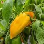 POIVRON JAUNE Sweet Jemison - Graines BIO | KOKOPELLI | Graines et Bio