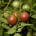 TOMATE CERISE Chocolate Cherry - Graines BIO | KOKOPELLI | Graines et Bio