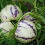POIRE MELON Pepino - Graines non traitées | Ferme de Sainte Marthe | Graines et Bio