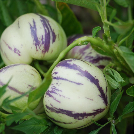 POIRE MELON Pepino - Graines non traitées | Ferme de Sainte Marthe | Graines et Bio