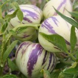 POIRE MELON Pepino - Graines non traitées | Ferme de Sainte Marthe | Graines et Bio