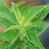 STEVIA Plante à sucre - Graines BIO | KOKOPELLI | Graines et Bio