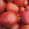 TOMATE COEUR DE BOEUF Géant - Graines BIO | KOKOPELLI | Graines et Bio