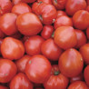 TOMATE COEUR DE BOEUF Géant - Graines BIO | KOKOPELLI | Graines et Bio