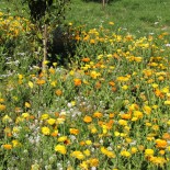 Mélange ANTI-PUCERON - Graines non traitées | Ferme de Sainte Marthe | Graines et Bio