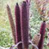 MILLET VIOLET Purple Majesty - Graines BIO | KOKOPELLI | Graines et Bio