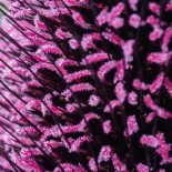 MILLET Purple Majesty - Kokopelli - Graines BIO | KOKOPELLI | Graines et Bio