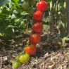 TOMATE COCKTAIL "Gardener's Delight" - Graines BIO | Ferme de Sainte Marthe | Graines et Bio