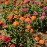 ZINNIA en mélange de Couleurs - Graines BIO | KOKOPELLI | Graines et Bio