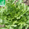 LAITUE CRESSONNETTE Marocaine - Graines BIO | Ferme de Sainte Marthe | Graines et Bio