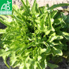 LAITUE CRESSONNETTE Marocaine - Graines BIO | Ferme de Sainte Marthe | Graines et Bio