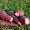 CAROTTE VIOLETTE "Gniff" - Graines BIO | Ferme de Sainte Marthe | Graines et Bio