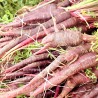 CAROTTE VIOLETTE "Gniff" - Graines BIO | Ferme de Sainte Marthe | Graines et Bio