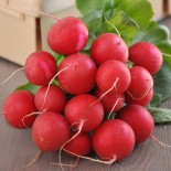 RADIS ROND ÉCARLATE - Graines BIO | Ferme de Sainte Marthe | Graines et Bio