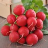 RADIS ROND ÉCARLATE - Graines BIO | Ferme de Sainte Marthe | Graines et Bio