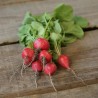 RADIS ROND ÉCARLATE - Graines BIO | Ferme de Sainte Marthe | Graines et Bio