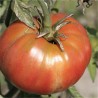TOMATE BEEFSTEAK - Graines BIO | Ferme de Sainte Marthe | Graines et Bio