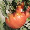TOMATE BEEFSTEAK - Graines BIO | Ferme de Sainte Marthe | Graines et Bio