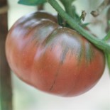 TOMATE BLACK From TULA - Graines BIO