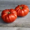 TOMATE COUILLES DE TAUREAU - Graines BIO | Ferme de Sainte Marthe | Graines et Bio