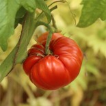 tomate couilles de taureau au jardin