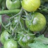 TOMATE VERTE "Green Grape" - Graines BIO | Ferme de Sainte Marthe | Graines et Bio