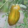 TOMATE VERTE "Green Sausage" - Graines BIO | Ferme de Sainte Marthe | Graines et Bio