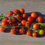 TOMATE GROSEILLE Rouge - Graines BIO