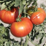 TOMATE JOIE DE LA TABLE - Graines BIO