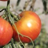 TOMATE JOIE DE LA TABLE - Graines BIO | Ferme de Sainte Marthe | Graines et Bio