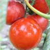 TOMATE JOIE DE LA TABLE - Graines BIO | Ferme de Sainte Marthe | Graines et Bio