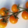 TOMATE ORANGE Bourgoin - Graines BIO | Ferme de Sainte Marthe | Graines et Bio