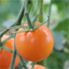 TOMATE ORANGE Bourgoin - Graines BIO | Ferme de Sainte Marthe | Graines et Bio