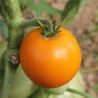 TOMATE ORANGE Queen - Graines BIO | Ferme de Sainte Marthe | Graines et Bio